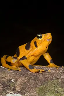 Critically Endangered Frogs Drucke: Harlequin Toad