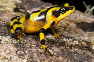 Gerahmter Druck : Harlekin-Frosch Gerahmter Druck : Harlekin-Frosch