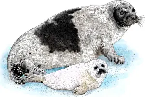 Arctic Wildlife Art Drucke: Harp Seal