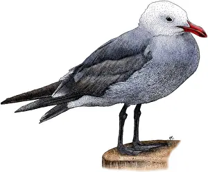 American Wild Birds Drucke: Heermann's Gull