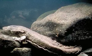 United States Fauna Drucke: Hellbender