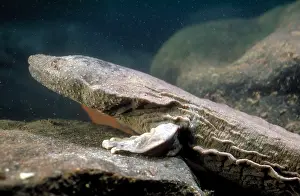 Hellbender