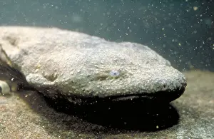 Amphibian Wildlife Images Drucke: Hellbender
