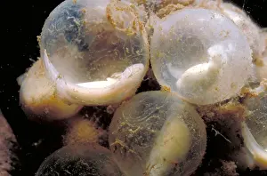Aquatic Wildlife Images Drucke: Hellbender Eggs