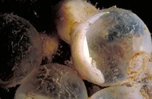 Nature Animal Photos Drucke: Hellbender Eggs