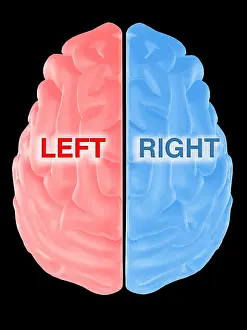 Human Brain Anatomy Drucke: Hemispheres of the Brain