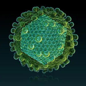 RNA Virus Structure Drucke: Hepatitis C Virus