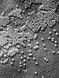 Viral Infection Drucke: Hepatitis Virus