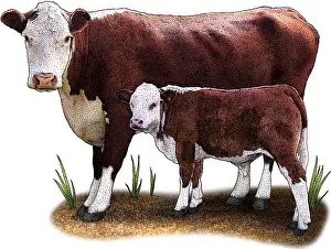 Hereford-Rind