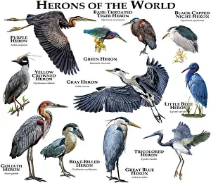 Vögel der Welt