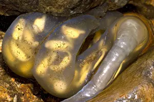 Wildlife In Japan Drucke: Hida Salamander