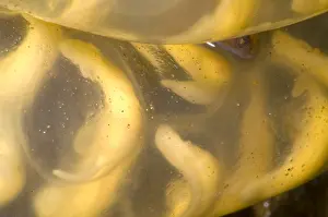 Amphibian Reproduction Drucke: Hida Salamander