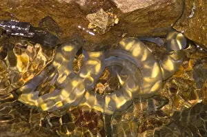Amphibian Reproduction Drucke: Hida Salamander