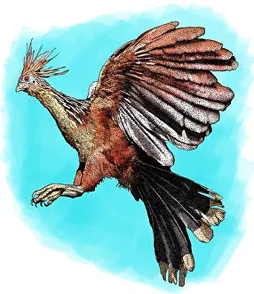Hoatzin Bird Drucke: Hoatzin