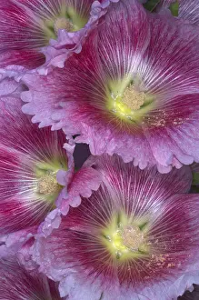 Hollyhock Flower Drucke: Hollyhocks