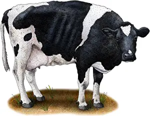 Farm Animal Artwork Drucke: Holstein Cow