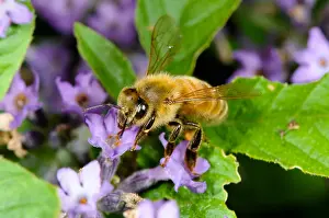 Apis Mellifera Drucke: Honeybee