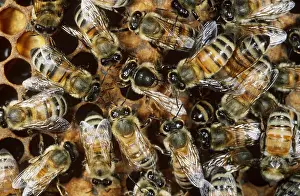 Apis Mellifera Drucke: Honeybees with Queen