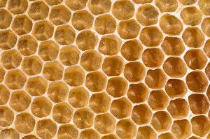 Honeycomb Structure Drucke: Honeycomb