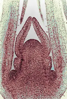Honeysuckle Stem, light micrograph
