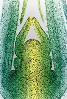 Honeysuckle Stem, light micrograph