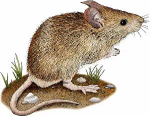 Mus Musculus Images Drucke: House Mouse