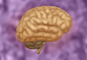 Cerebral Cortex Structure Drucke: Human Brain
