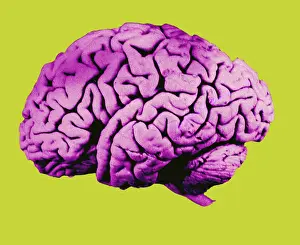 Central Nervous System Diagram Drucke: Human Brain
