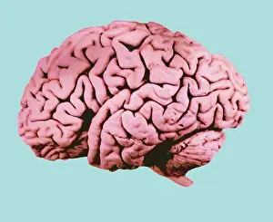 Anatomical Human Body Parts Drucke: Human Brain