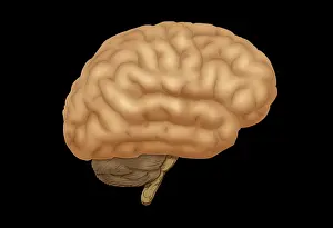 Cerebral Cortex Structure Drucke: Human Brain