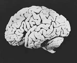 Central Nervous System Diagram Drucke: Human brain