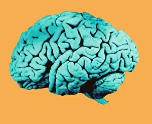 Cerebral Cortex Structure Drucke: Human Brain