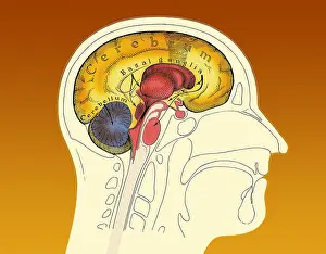 Human Brain Illustration Drucke: Human Brain