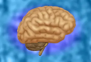 Central Nervous System Diagram Drucke: Human Brain