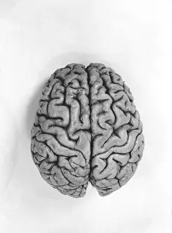 Brain Anatomy Images Drucke: Human Brain