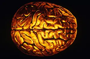 Human Brain Anatomy Drucke: Human Brain