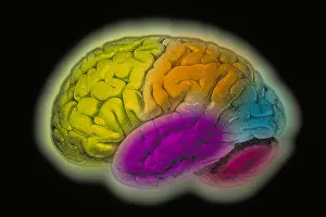 Human Brain Illustration Drucke: Human brain