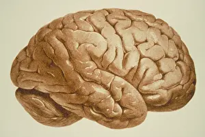 Human Brain Illustration Drucke: Human brain