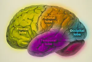 Human Brain Illustration Drucke: Human brain