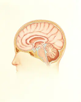 Human Brain Illustration Drucke: Human brain