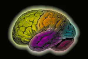 Human Brain Illustration Drucke: Human brain