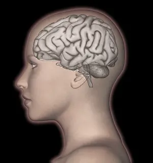Human Brain Anatomy Drucke: Human Brain