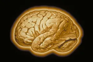 Human Brain Illustration Drucke: Human brain