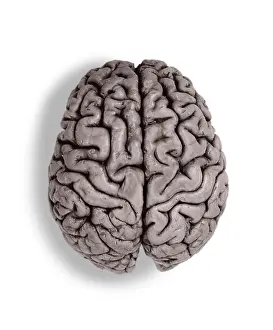 Central Nervous System Anatomy Drucke: Human Brain, gross specimen
