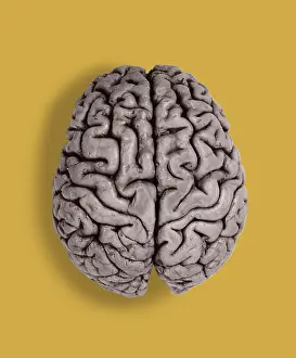 Human Brain Anatomy Drucke: Human Brain, gross specimen