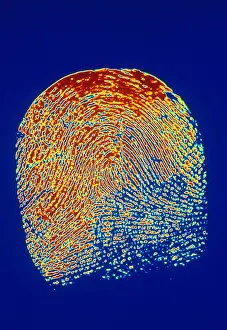 Biometric Identification Drucke: Human Fingerprint