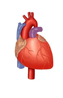 Human Heart Anatomy Drucke: Human Heart