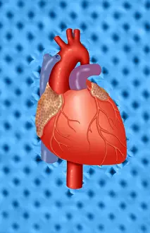 Human Heart Anatomy Drucke: Human Heart