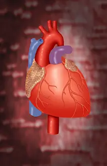 Human Heart Anatomy Drucke: Human Heart