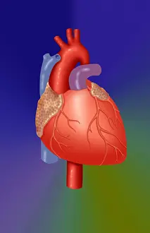 Human Heart Anatomy Drucke: Human Heart